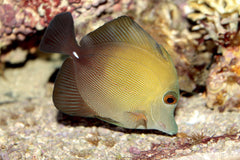 Scopas Tang - Small