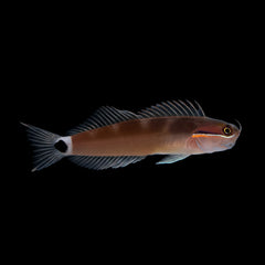 Bicolor Blenny/red Tailed Blenny