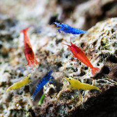 Assorted Neocaridina Dwarf Shrimp