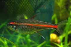Glolite Tetra