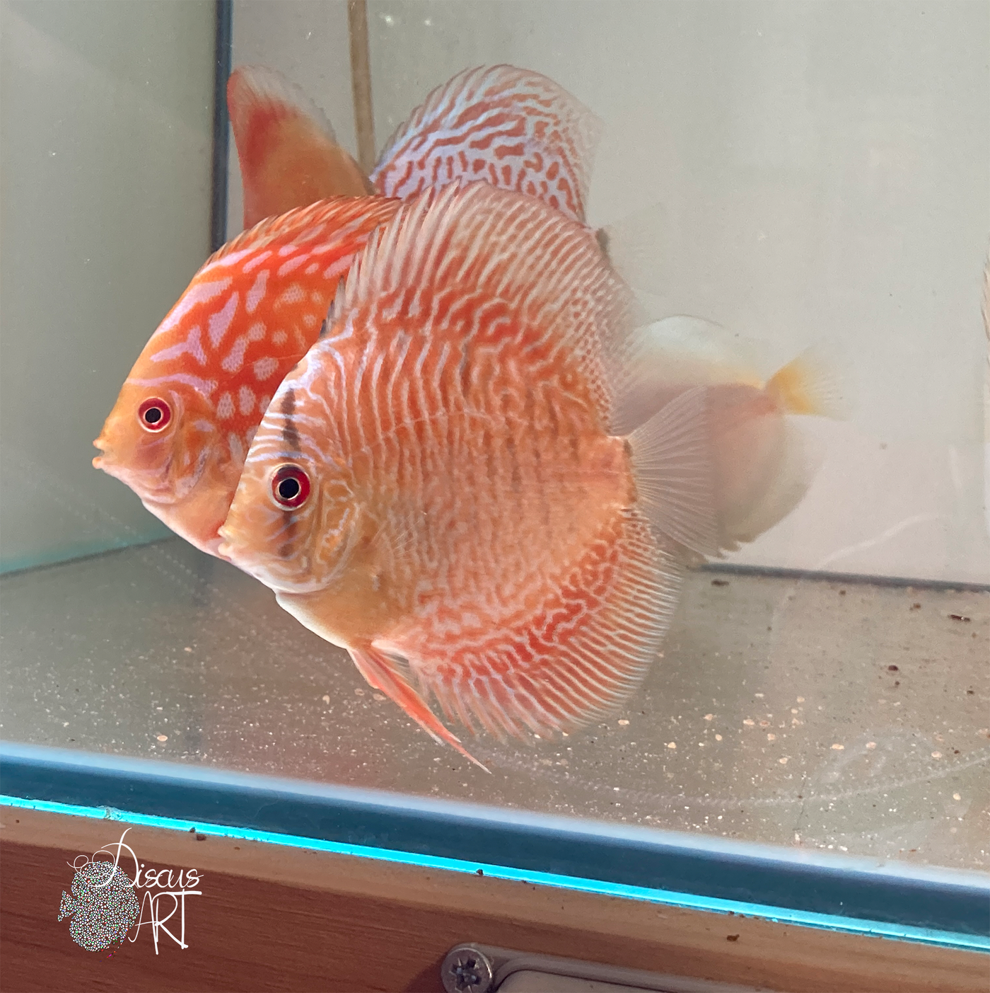 Tiger Snake Skin Discus