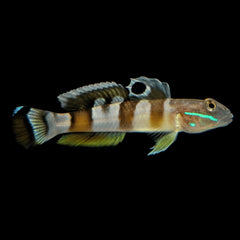 Flagtail Watchman Goby - Medium