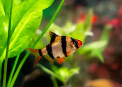 Barb Tiger Vail Tail