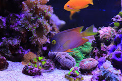 Blue Eye Bristletooth Tang - Medium