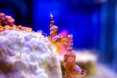 Sexy Shrimp - Small