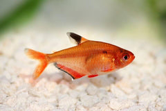 Tetra Super Serpae