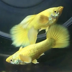 Guppy - 22K