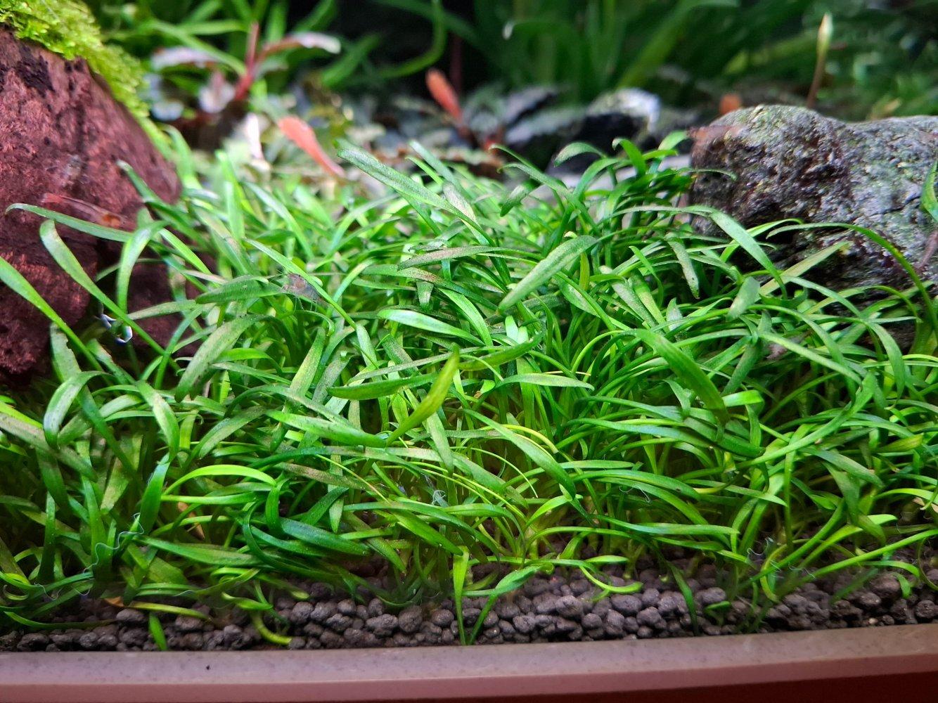 Cryptocoryne Parva Potted