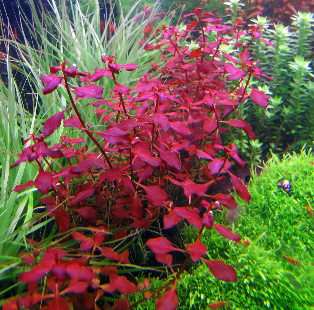 Ludwigia Dark Red Submerged Potted