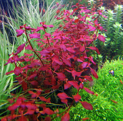 Ludwigia Dark Red Submerged Potted