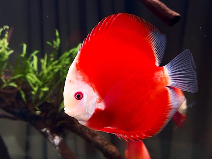 Red Magic Discus