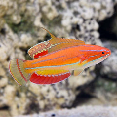 McCosker's Fairy Wrasse - Medium