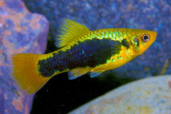 Redtail Black Variatus