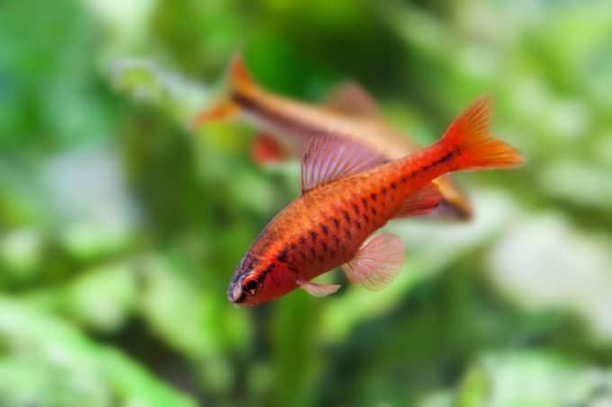 Veiltail Cherry Barb