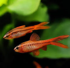 Veiltail Cherry Barb