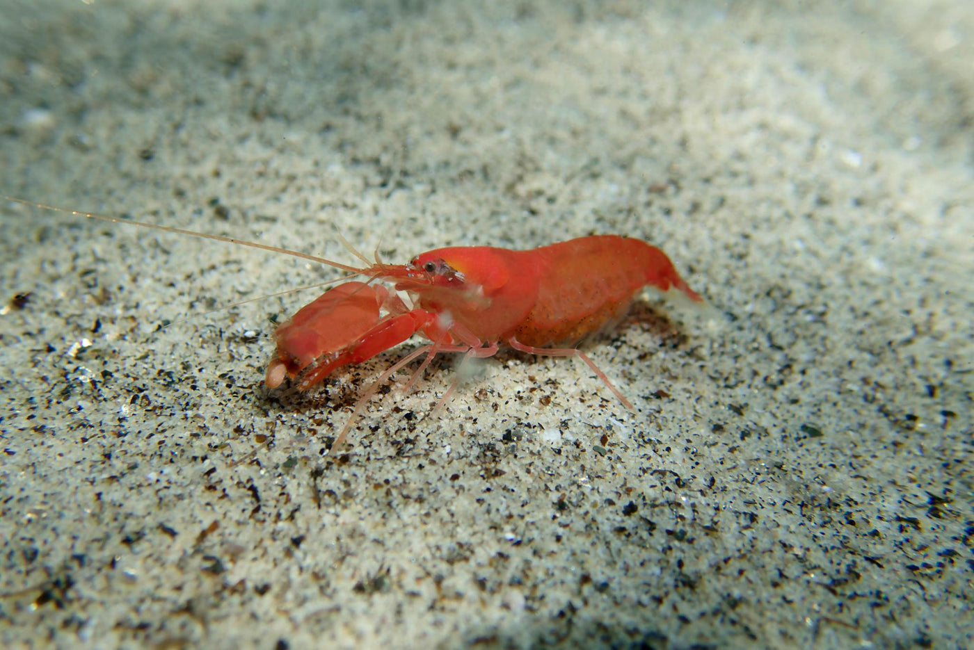 Red Claw Pistol Shrimp - Medium