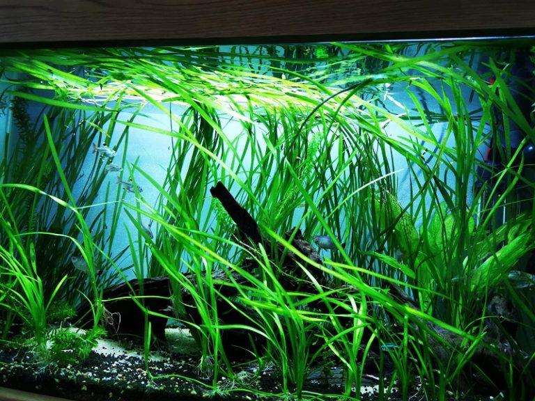 HydrOasis® Red Jungle Vallisneria Submerged Potted