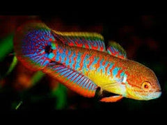 Peacock Gudgeon Floridaa