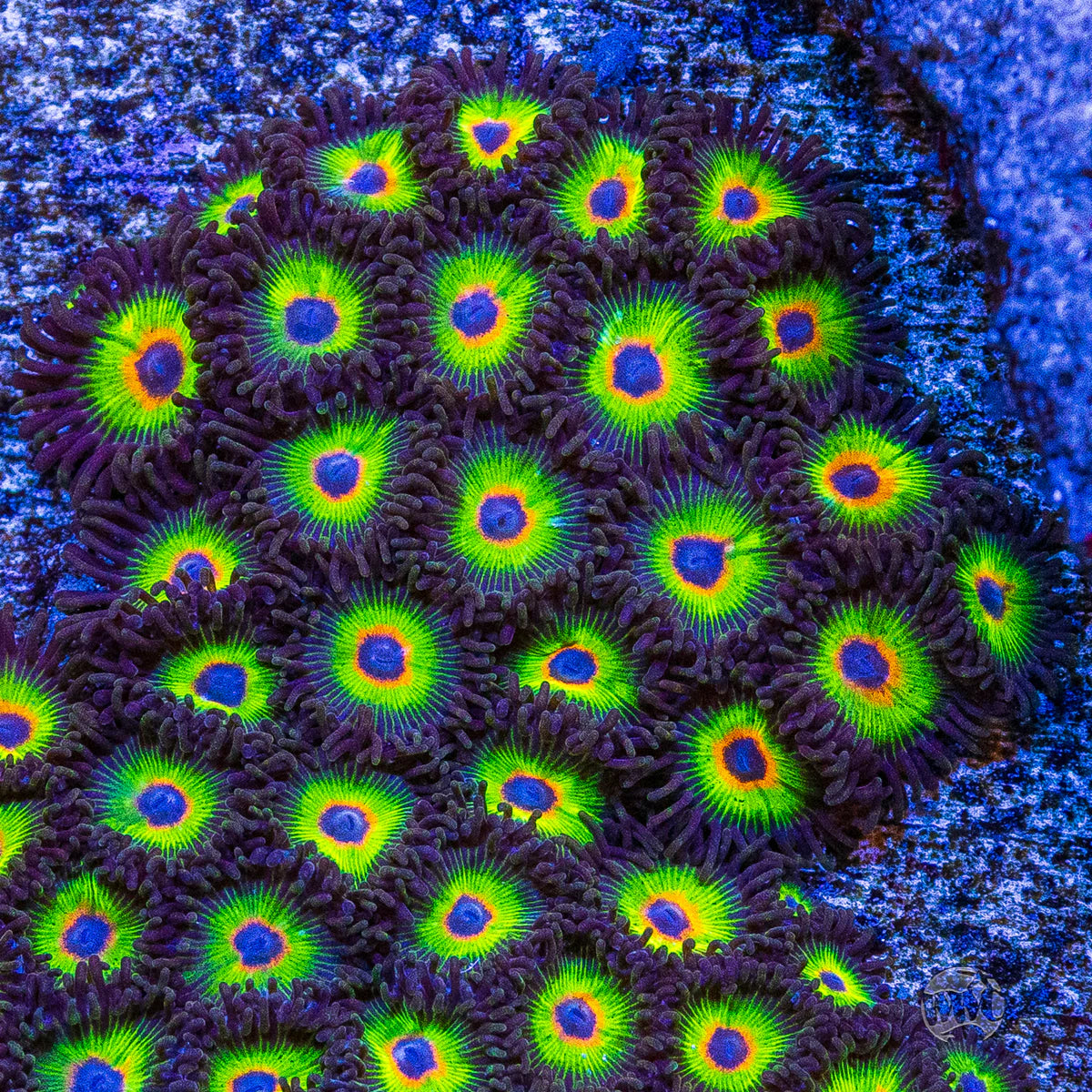 Bob Marley Zoanthid Polyp - Frag