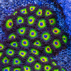 Bob Marley Zoanthid Polyp - Frag