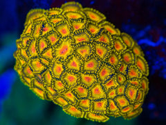 Golden Gods Zoanthid Polyp - Frag