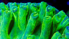 Green Heron Turbinaria Coral - Frag