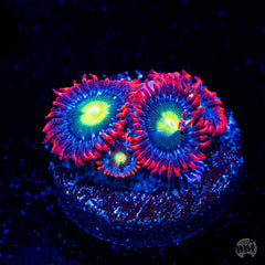 Monster Mash Zoanthid Polyp - Frag