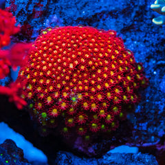 Fruit Loop Micro Goniopora Coral - Frag