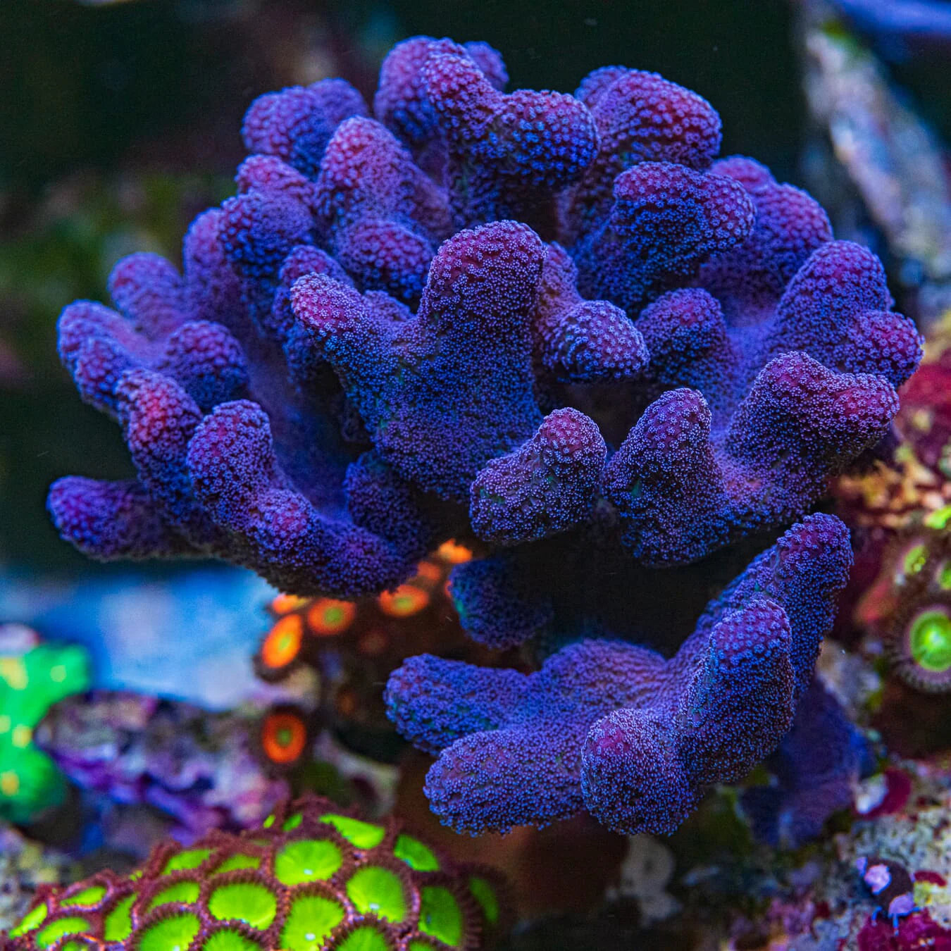Firestone Stylophora Coral - Frag