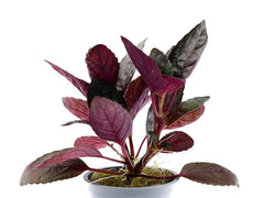 Purple Waffle Plant Bunched