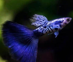 Guppy Blue & Black Endler