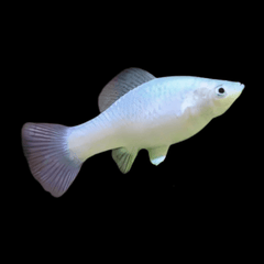 White Crescent Platy