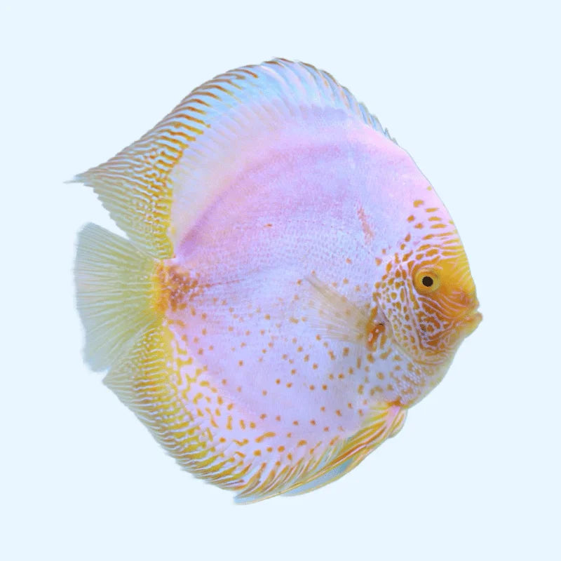White Scorpion Discus