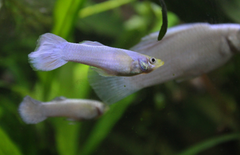 Guppy - White Tuxedo