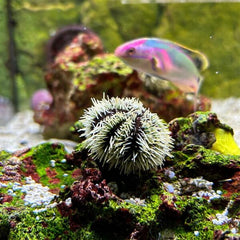 White Banded Tuxedo Urchin - Medium