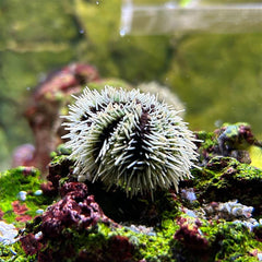 White Banded Tuxedo Urchin - Medium