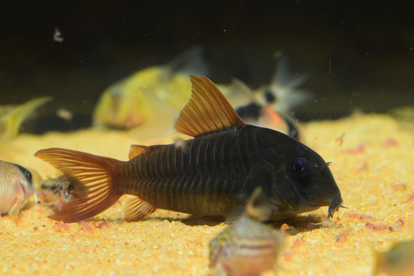 Black Venezuelanus Corydoras Tank Raised