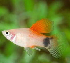 Pineapple Candy Platy