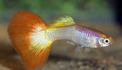 Tequila Sunrise Tuxedo Guppy Male