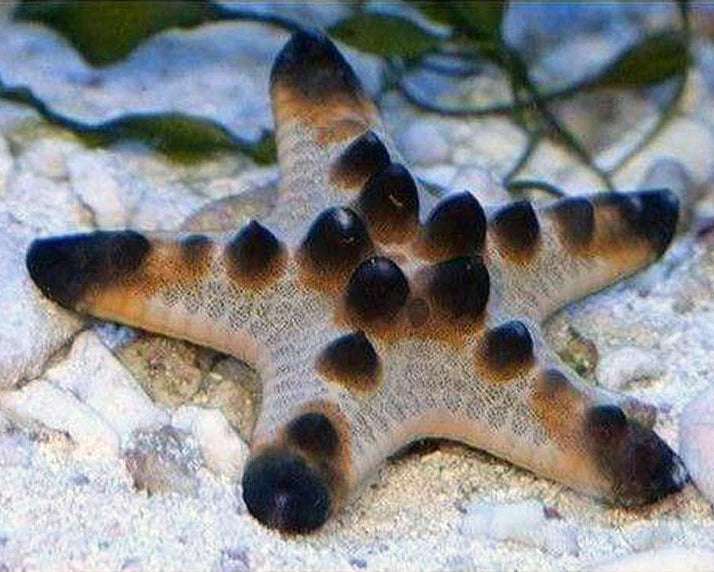 Chocolate Chip Starfish - Medium