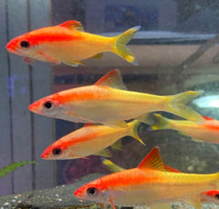 Golden Shark