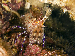 Saron Shrimp - Small