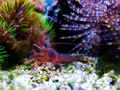 Aiptasia Eating Peppermint Shrimp
