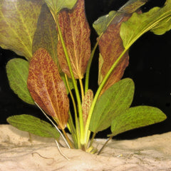 Red Flame Sword Potted