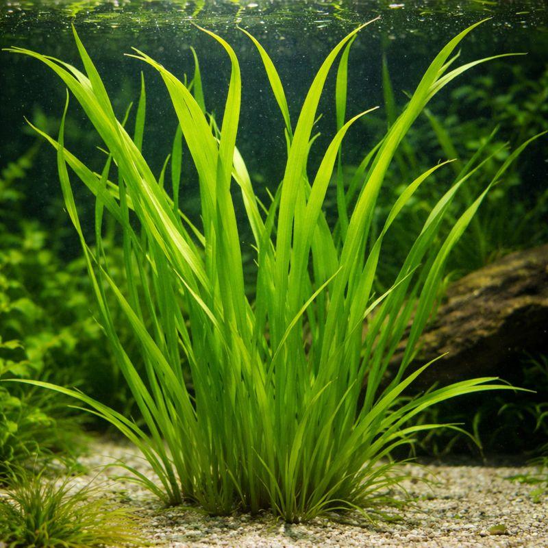 HydrOasis® Corkscrew Vallisneria Sumberged Potted