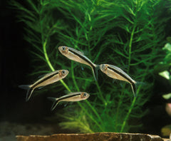 Penguin Tetra