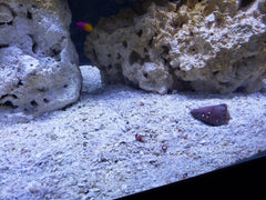 CaribSea Arag-Alive - Special Grade Reef Sand 20 lb
