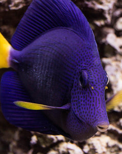 Lavender Forktail Tang - Small
