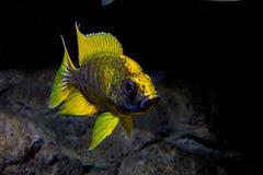 Lemon Jacobfreibergi Peacock Cichlid