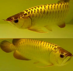 Golden Master Discus